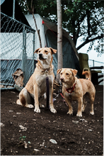 Dogs 10