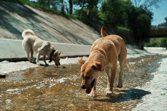 Dogs 12