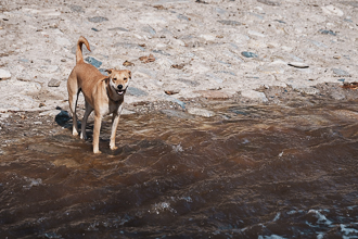 Dogs 2