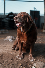 Dogs 4