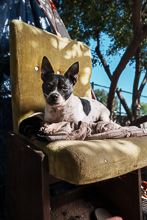 Dogs 5