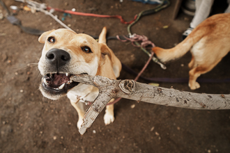 Dogs 8