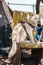 Dogs 9